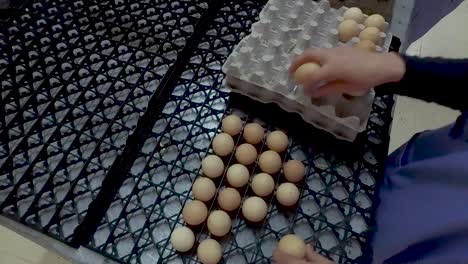 manual sorting of eggs to put them in the hatchery