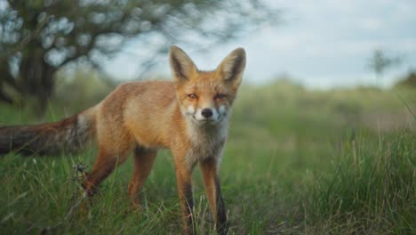 close up shot of a red fox looking around then looking into the camera before turning and walking away, slow motion