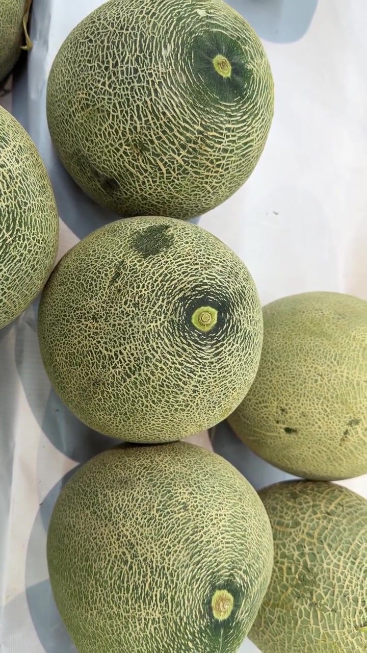 Fresh Cantaloupe Melons Displayed on a Market Shelf
