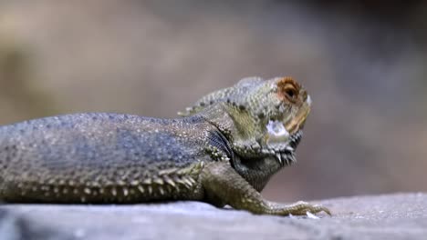 Closeup-View-Of-A-Bearded-Dragon-Nodding-Its-Head---Side-View-Half-Body-Shot