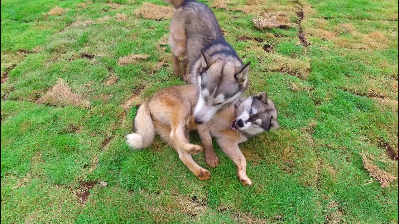 풀 에서 놀고 있는 개