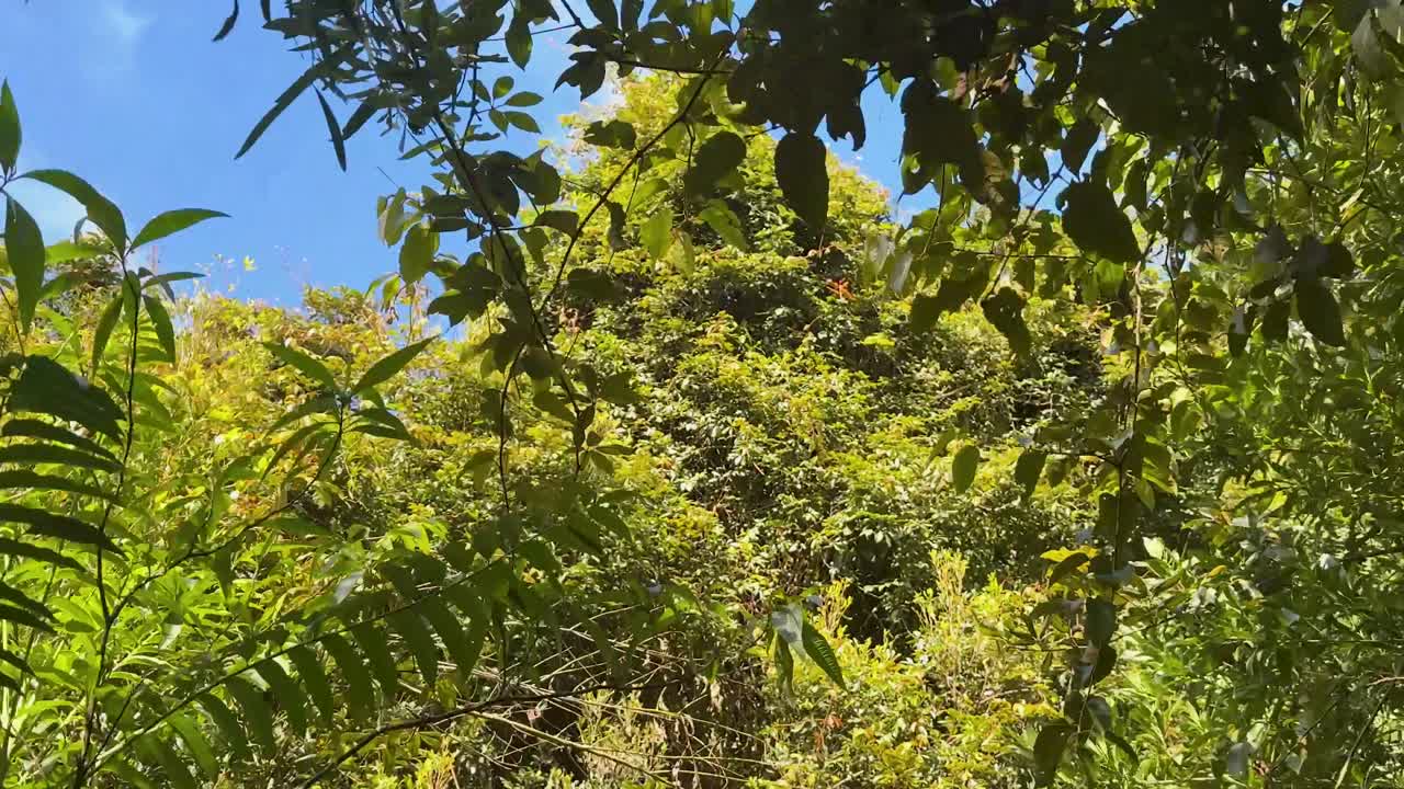 Camera slowly pans upward beneath dense green foliage in a sunlit forest, revealing vibrant leaves, branches, and blue sky in natural daylight