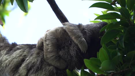 Close-up-of-a-female-Brown-Troated-Sloth-with-a-cute-baby-hanging-on-back-while-eating-green-leafs,-slow-motion