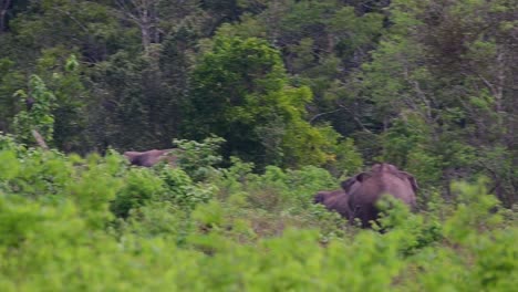 Los-Elefantes-Asiáticos-Son-Especies-En-Peligro-De-Extinción-Y-También-Son-Residentes-De-Tailandia