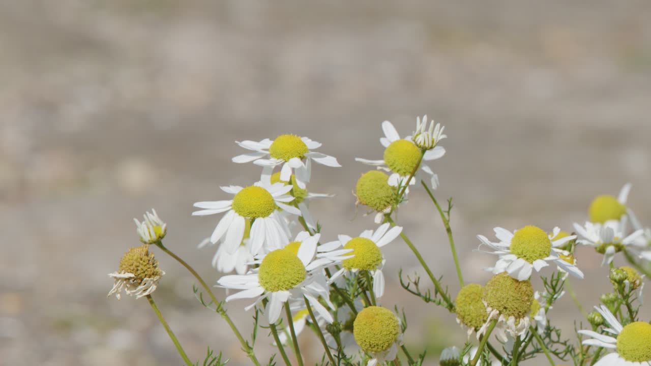 Close-up of wild chamomile flowers moving in a gentle breeze, with a soft, blurred natural background and steady camera focus throughout