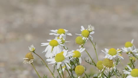 close-up of wild chamomile flowers moving in a gentle breeze, with a soft, blurred natural background and steady camera focus throughout