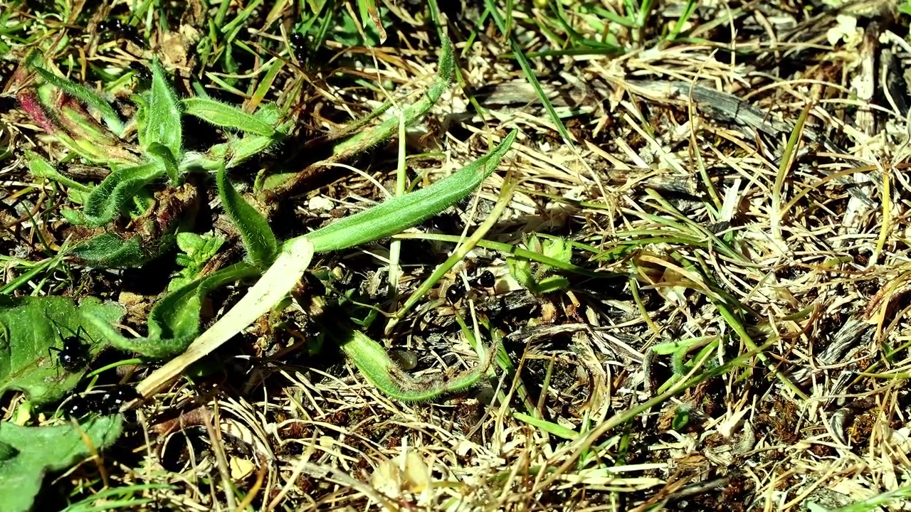 Large black ant manoeuvring a large seed while little ants scurry.