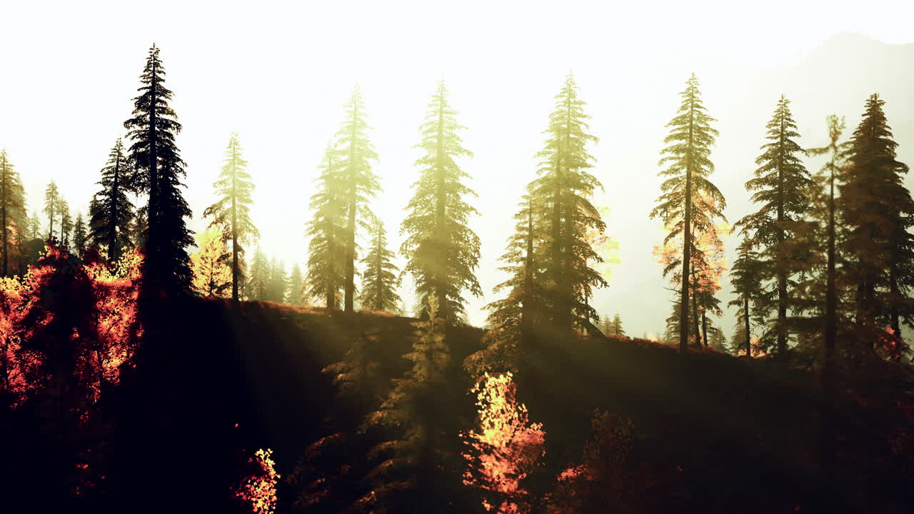 산 전망 을 가진 숲 에서 해가 뜨는 것