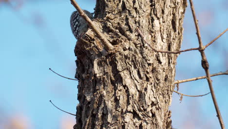 Pájaro-Carpintero-Pigmeo-Japonés-Picoteando-Tronco-De-árbol-Buscando-Insectos---Close-up