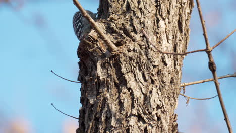 Japanese Pygmy Woodpecker Pecking Tree Trunk Foraging for Insects - close-up
