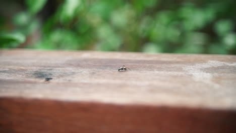 hormiga insecto común arrastrándose contra una valla de madera en un jardín