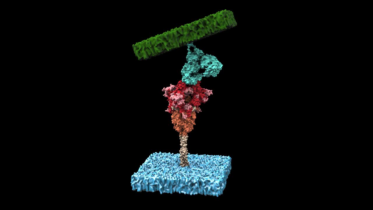 sars-cov-2 스파이크 s 단백질과 ace2 회전 루프