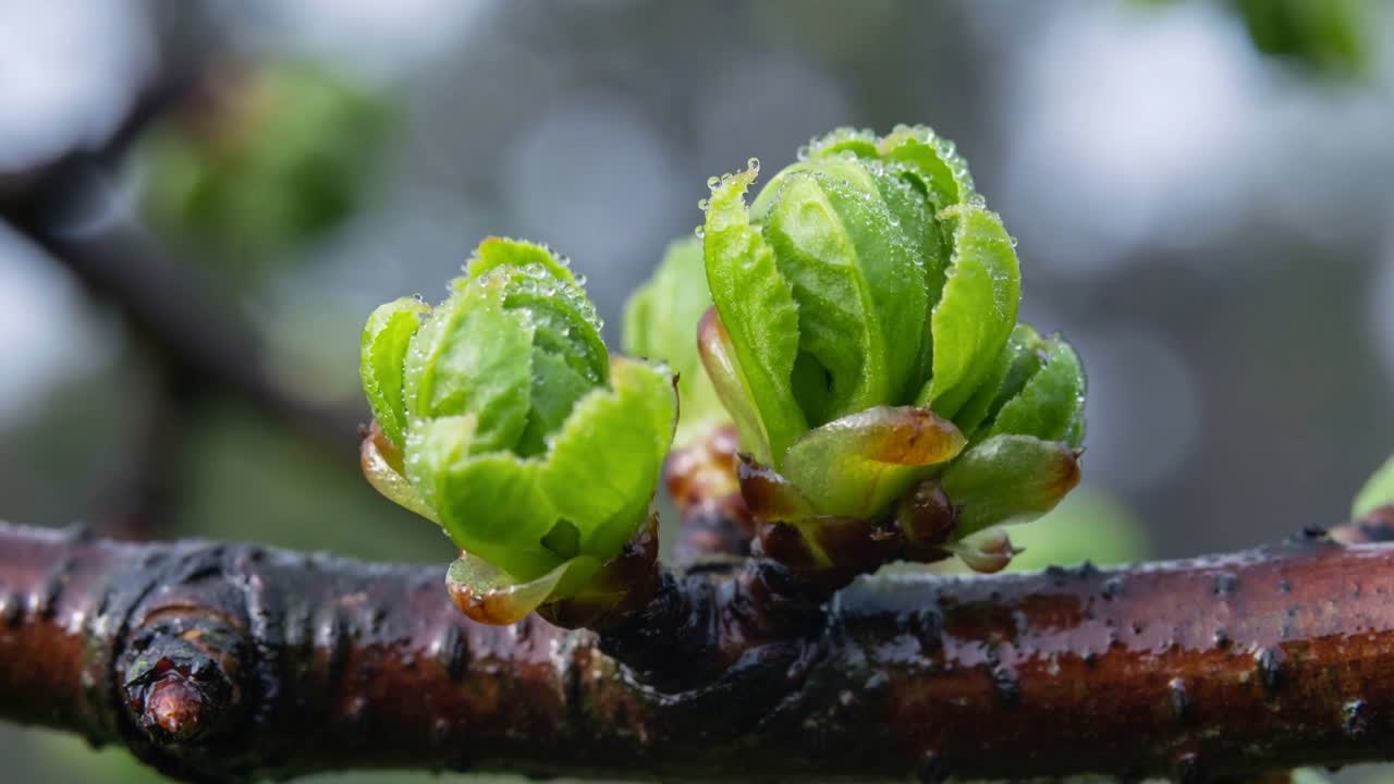 Et par grønne knopper svulmer og åpner seg på en våt kvist med dråper, utløst av regn, for botanikk