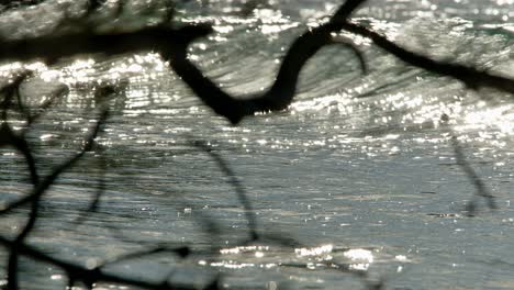 sunlight glistens magically as strong waves break and crash on shore, tree branch silhouette in front