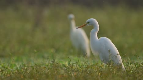 Closeup-of-Egrets-in-wetland-in-Sunrise