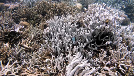 A-handheld-underwater-shot-over-a-coral-reef,-in-the-Philippines