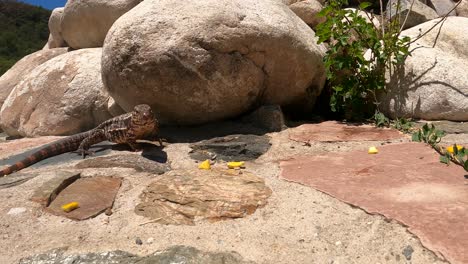 Comercio-De-Mascotas-Lagarto-Exótico-Tegu-Rojo-Dándose-Un-Festín-Con-Fruta-Salvadoreña