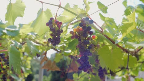 jugosas uvas púrpuras en los rayos del sol