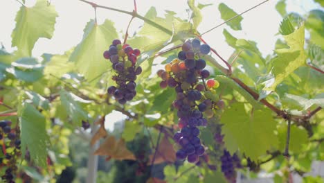 juicy purple grapes in the rays of the sun