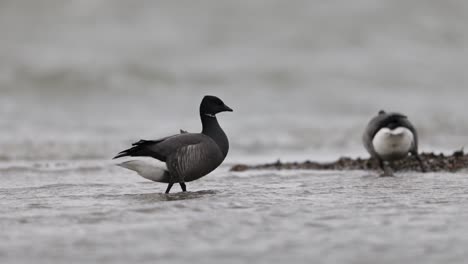 two black-and-white geese in a stormy coastal environment