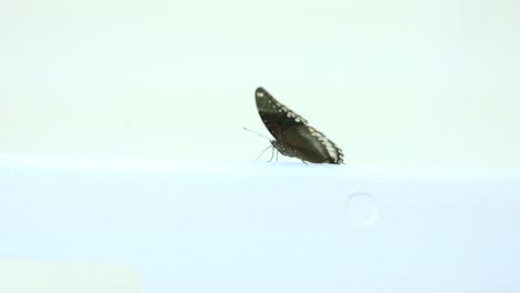 beautiful brown butterfly walk on white foam background