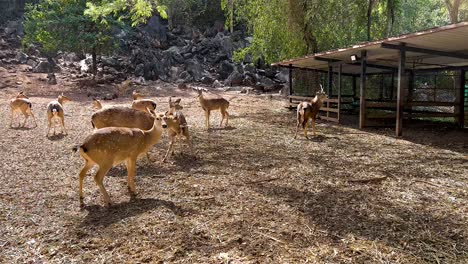 deer interacting in a natural zoo setting