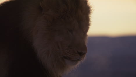 side profile lion at sunrise silhouette