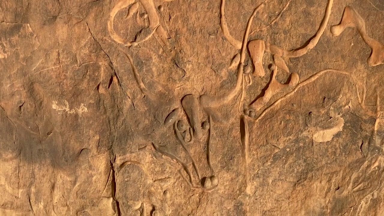 Un primo piano di antichi petroglifi scolpiti su una parete rocciosa di arenaria nel deserto del Sahara, raffiguranti bestiame stilizzato con corna ricurve