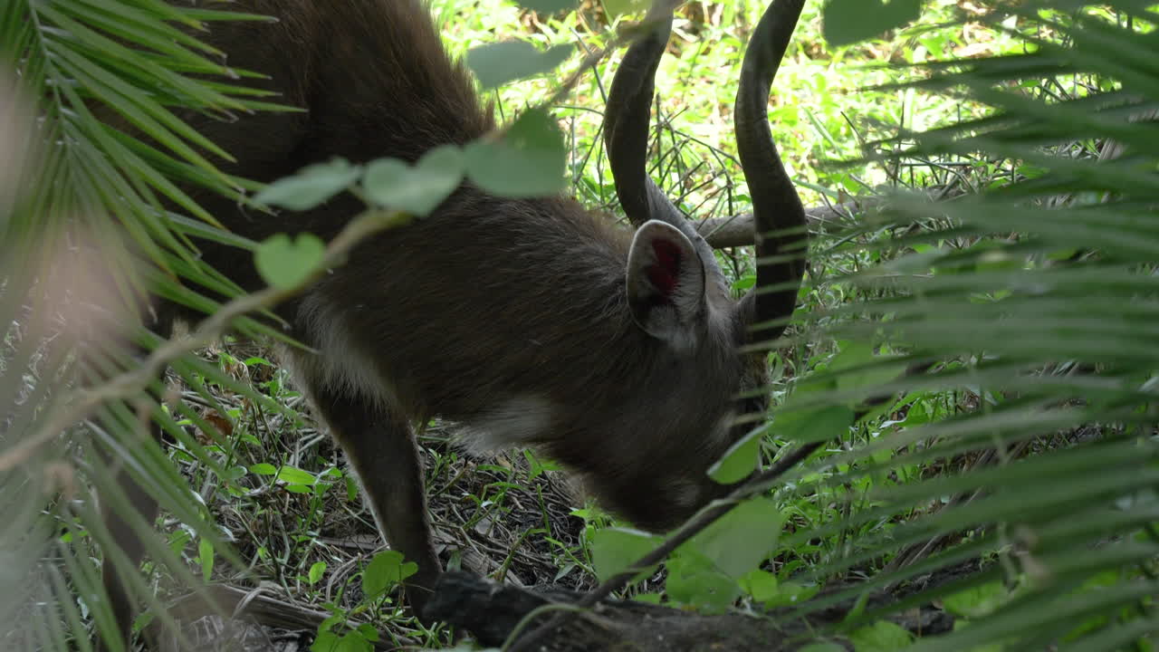 tiro cercano de un antílope raro, sitatunga pastando en un bosque, tiro enmarcado por hojas