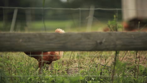 an oblique shot of a rooster through a fence