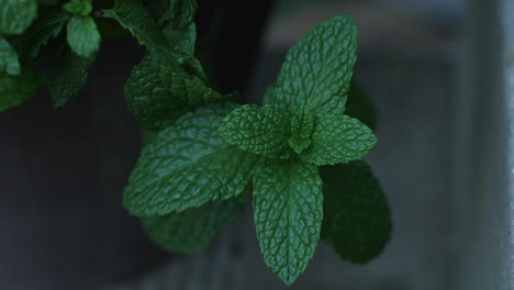 tiro cambiante de hojas de menta