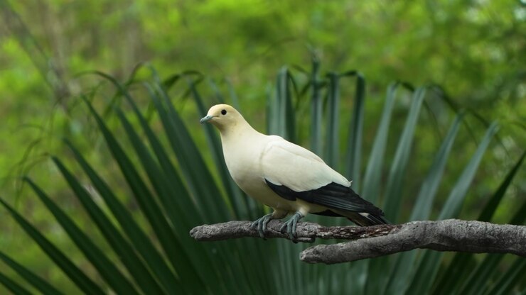 Piccione imperiale bicolore (Ducula bicolor) con piumaggio bianco crema e punte delle ali nere, appollaiato da solo su un ramo tra lussureggianti fronde di palma nell'Aviario Edward Youde, Parco di Hong Kong.