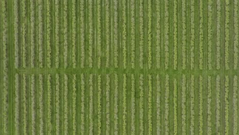 blossom orchard birds eye view trees farming fruit rows aerial overhead spring season uk