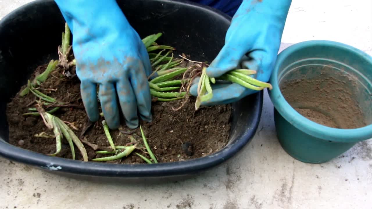 un par de manos con guantes azules recogiendo y eligiendo cuidadosamente cachorros de aloe vera