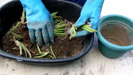 Ein-Paar-Hände-Mit-Blauen-Handschuhen-Pflückt-Sorgfältig-Aloe-Vera-Welpen