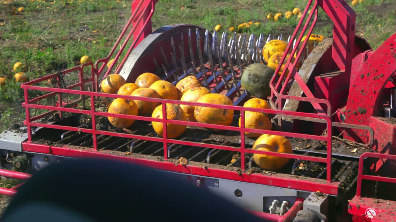 Farmer's Tractor Harvesting In Pumpkin Field - close up