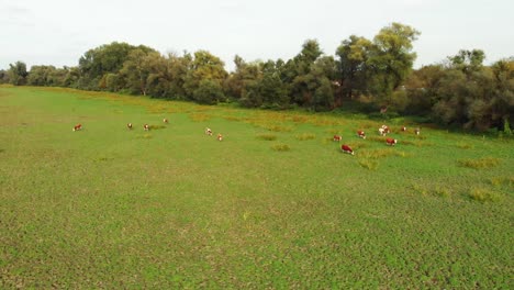 Vista-Aérea-De-Drones-Sobre-El-Prado-Con-Ganado-Pastando-En-El-Campo-De-Hierba