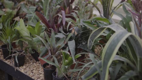 plantas tropicales verdes y follaje en un invernadero