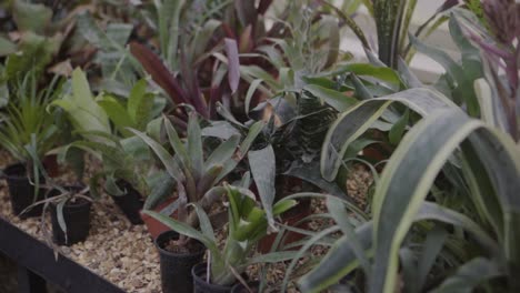 green tropical plants and foliage in a greenhouse