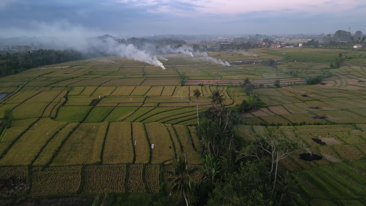Organic Refuse Is Burnt In Rice Fields To Add Nutrients To Agri Soil ...
