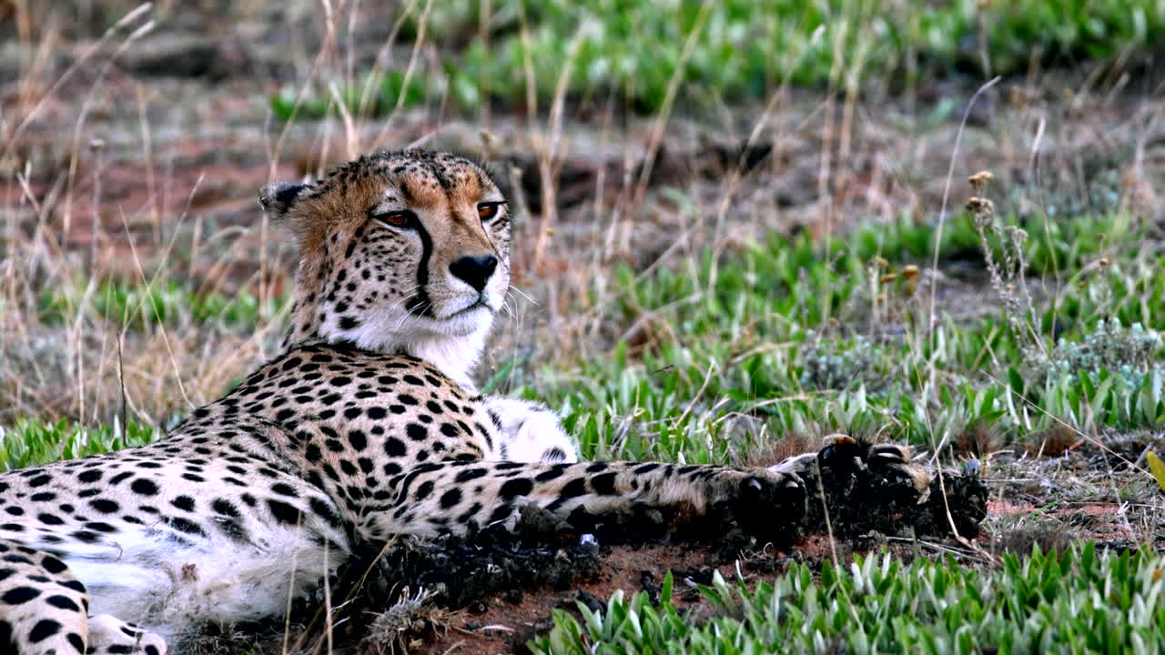 Relaxed cheetah lying down in field licks lips and yawns after waking up