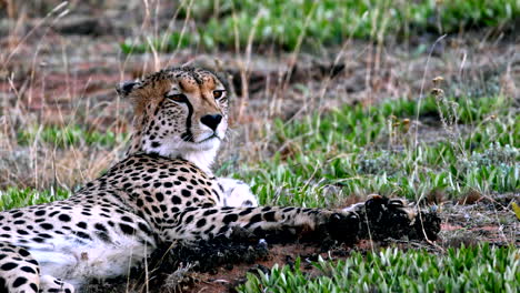 relaxed cheetah lying down in field licks lips and yawns after waking up