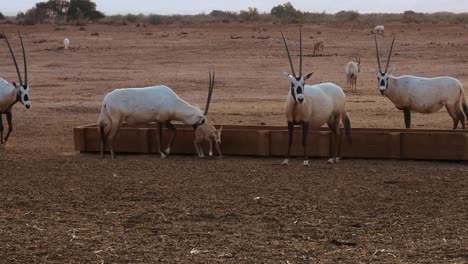 toma estática de un grupo de oryx blancos interesados en el joven oryx que está acostado