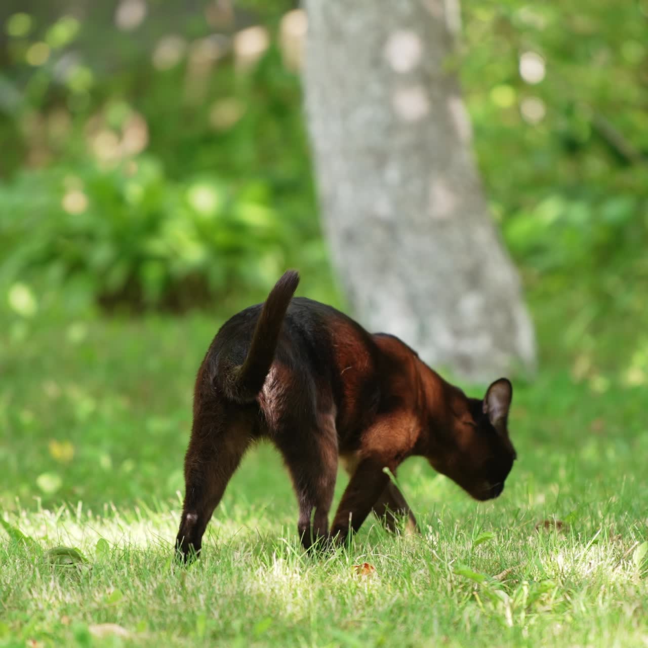 Beautiful black cat walking by the green grass. Nice shiny domestic feline smells the ground. Blurred backdrop