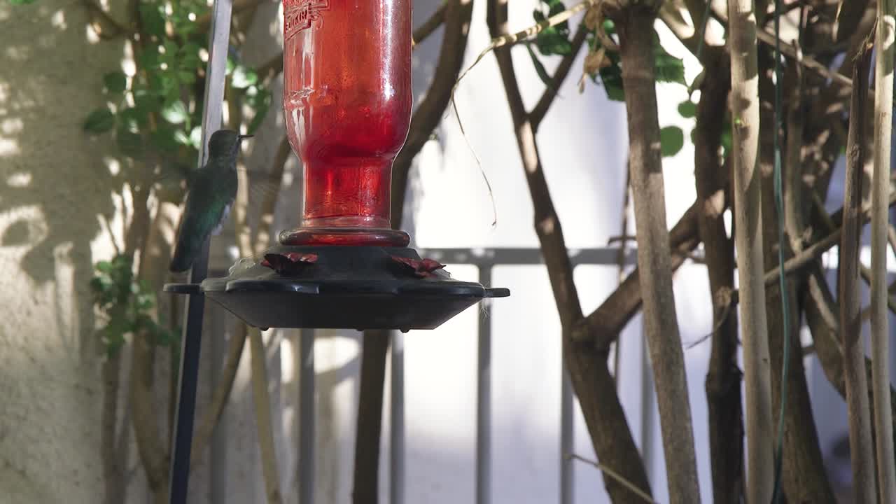 벌새가 음료를 마시기 위해 착륙하기 전에 정원 벌새 모이통 주위를 돌고 있습니다.
