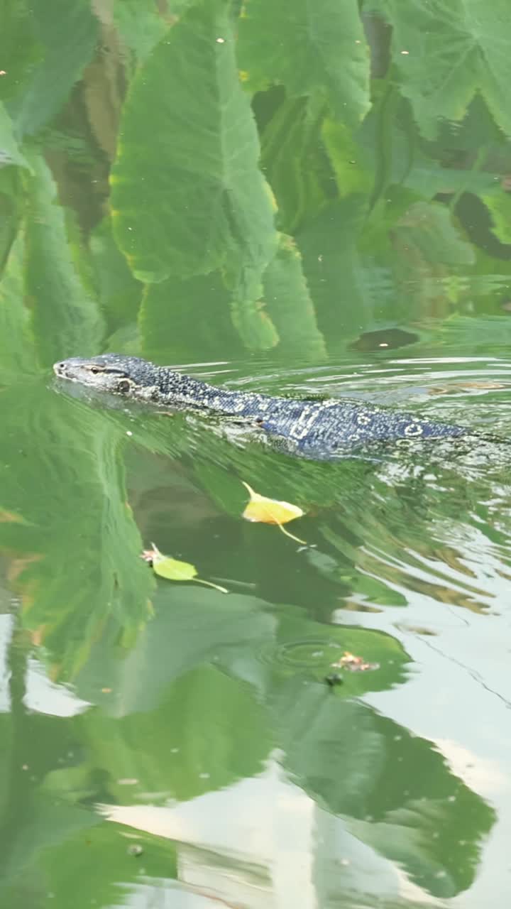 el lagarto monitor se desliza a través del agua entre las hojas.