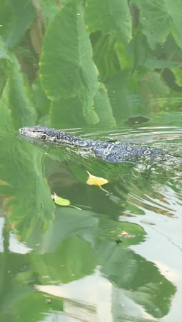 monitor lizard glides through water among leaves.