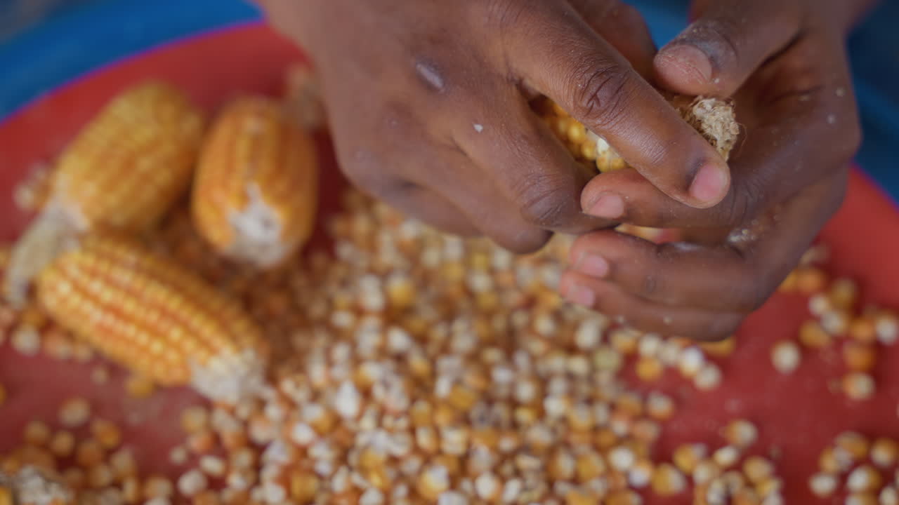 Corn sale activity. Local vendors processing maize kernels. Individuals preparing and sorting corn for sale. Community members peeling and organizing corn cobs for marketplace trading