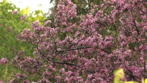 4k idyllic spring landscape of pink blossom, birds foraging around for nectars at daytime, static shot