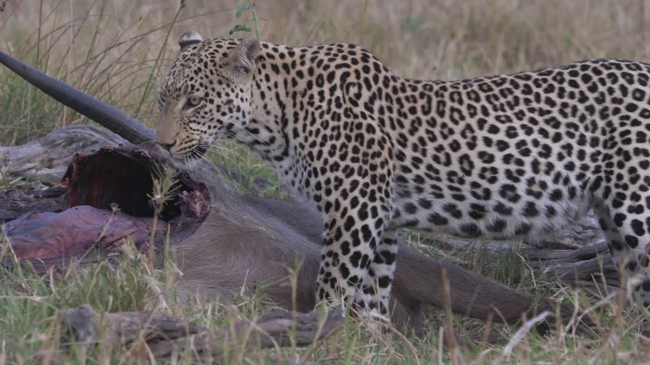 leopardo con un antílope muerto, depredador con presa